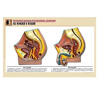 Рельефная таблица "Таз мужской и женский" (формат А1, матовое ламинир.) - «globural.ru» - Тольятти