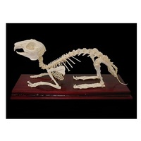 Скелет кролика - «globural.ru» - Тольятти