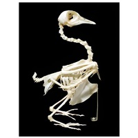 Скелет голубя - «globural.ru» - Тольятти