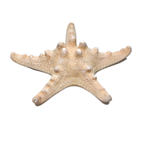 Сухой препарат "Звезда морская" (вариант 2) - «globural.ru» - Тольятти