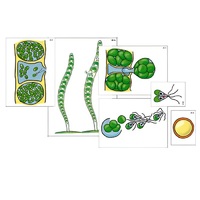 Модель-аппликация "Размножение многоклеточной водоросли" (ламинированная) - «globural.ru» - Тольятти