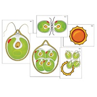 Модель-аппликация "Размножение одноклеточной водоросли" (ламинированная) - «globural.ru» - Тольятти