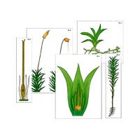 Модель-аппликация "Размножение мха" (ламинированная) - «globural.ru» - Тольятти