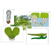 Модель-аппликация "Размножение папоротника" (ламинированная) - «globural.ru» - Тольятти