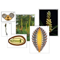 Модель-аппликация "Размножение сосны" (ламинированная) - «globural.ru» - Тольятти