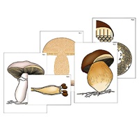 Модель-аппликация "Размножение шляпочного гриба" (ламинированная) - «globural.ru» - Тольятти