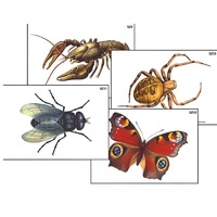 Модель-аппликация "Разнообразие беспозвоночных" (ламинированная) - «globural.ru» - Тольятти