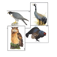 Модель-аппликация "Разнообразие высших хордовых 1. Пресмыкающиеся и птицы" (ламинированная) - «globural.ru» - Тольятти