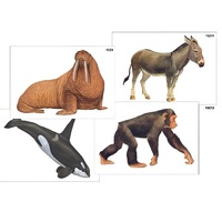 Модель-аппликация "Разнообразие высших хордовых 2. Млекопитающие" (ламинированная) - «globural.ru» - Тольятти