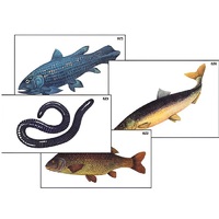 Модель-аппликация "Разнообразие низших и высших хордовых" (ламинированная) - «globural.ru» - Тольятти