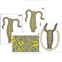 Модель-аппликация "Строение и размножение гидры" (ламинированная) - «globural.ru» - Тольятти
