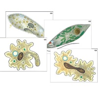 Модель-аппликация "Строение и разнообразие простейших" (ламинированная) - «globural.ru» - Тольятти