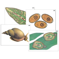 Модель-аппликация "Циклы развития печеночного сосальщика и бычьего цепня" (ламинированная) - «globural.ru» - Тольятти