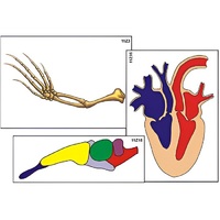 Модель-аппликация "Эволюция важнейших систем органов позвоночных" (ламинированная) - «globural.ru» - Тольятти