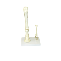 Модель "Скелет конечностей лошади и овцы" (на подставке) - «globural.ru» - Тольятти