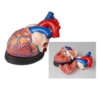 Модель сердца в разрезе (демонстрационная) - «globural.ru» - Тольятти