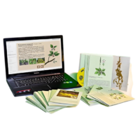 Гербарий натурально-интерактивный "Дикорастущие растения" - «globural.ru» - Тольятти