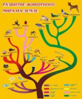 Стенд "Развитие животного мира на земле" - «globural.ru» - Тольятти