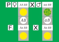 Модель-аппликация Дигибридное скрещивание. Законы Менделя. (набор из 84 карт) - «globural.ru» - Тольятти