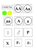 Модель-аппликация Моногибридное скрещивание и его цитологические основы - «globural.ru» - Тольятти