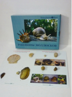 Коллекция "Раковины моллюсков" (вариант 2) - «globural.ru» - Тольятти