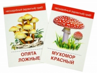 Раздаточные карточки "Грибы съедобные и не съедобные" - «globural.ru» - Тольятти