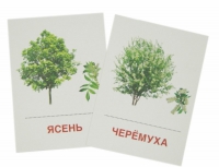 Раздаточные карточки "Деревья и кустарники" - «globural.ru» - Тольятти