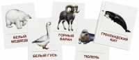 Раздаточные карточки "Животные холодных широт" - «globural.ru» - Тольятти