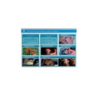 Стенд-планшет светодинамический "Изучение типических патологических процессов в организмах животных" - «globural.ru» - Тольятти