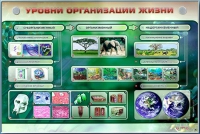 Электрифицированный стенд "Уровни организации жизни" - «globural.ru» - Тольятти