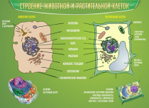 Стенд "Строение животной и растительной клеток" - «globural.ru» - Тольятти