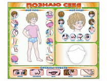 Стенд маркерный "Познаю себя" (тело, голова, органы чувств) - «globural.ru» - Тольятти