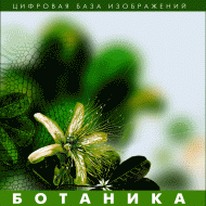 Ботаника. (Цифровая база изображений) - «globural.ru» - Тольятти