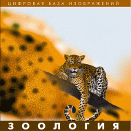 Зоология. (Цифровая база изображений) - «globural.ru» - Тольятти