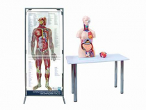 Интерактивный учебный комплекс "Анатомический атлас 3D" - «globural.ru» - Тольятти