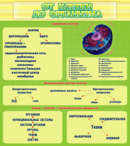 Стенд "От клетки до организма" - «globural.ru» - Тольятти