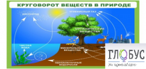 Стенд "Круговорот веществ" - «globural.ru» - Тольятти
