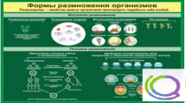 Стенд "Формы размножения организмов" - «globural.ru» - Тольятти