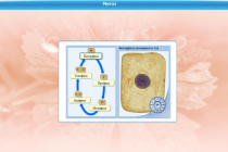 Интерактивные курсы. Биология 6 класс. Базовый  - «globural.ru» - Тольятти