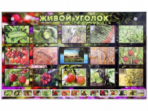 Комплект оборудования "Живой уголок" (растения) с тифлопереводом и сурдокомментариями - «globural.ru» - Тольятти