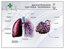 Стенд "Дыхательная система человека" - «globural.ru» - Тольятти