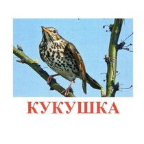 Карточки Домана "Птицы-3" - «globural.ru» - Тольятти
