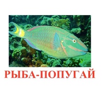 Карточки Домана "Рыбы" - «globural.ru» - Тольятти