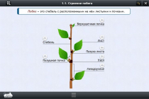 Интерактивные курсы. Биология 6 класс. Расширенный - «globural.ru» - Тольятти