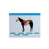 Стенд-планшет светодинамический "Изучение пищеварительной системы сельскохозяйственных животных" со сменными панелями - «globural.ru» - Тольятти