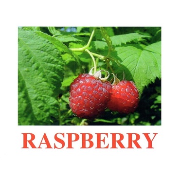 "Berries-1" ("Ягоды-1") английские карточки Домана - «globural.ru» - Тольятти