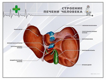 Стенд "Строение печени человека" - «globural.ru» - Тольятти