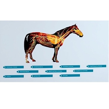 Стенд-планшет светодинамический "Изучение кровеносной системы сельскохозяйственных животных" со сменными панелями - «globural.ru» - Тольятти