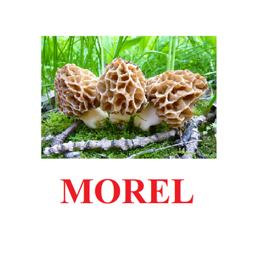 "Mushrooms" ("Грибы") английские карточки Домана - «globural.ru» - Тольятти