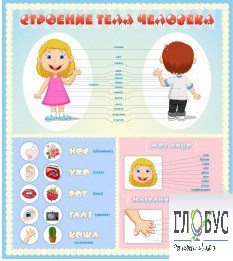 Стенд "Строение человека" для детей - «globural.ru» - Тольятти